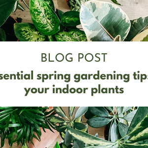 3 essential spring gardening tips for indoor plants