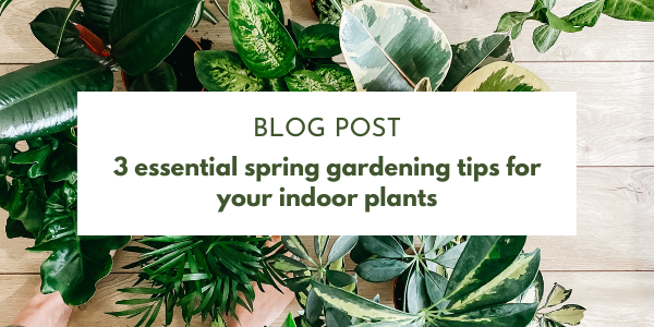 3 essential spring gardening tips for indoor plants