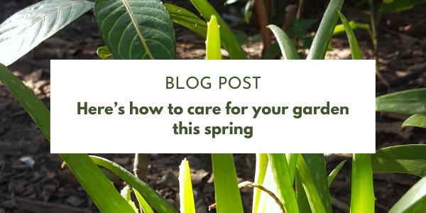Here’s how to care for your garden this spring