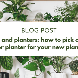 How to pick a pot or planter for your new plant
