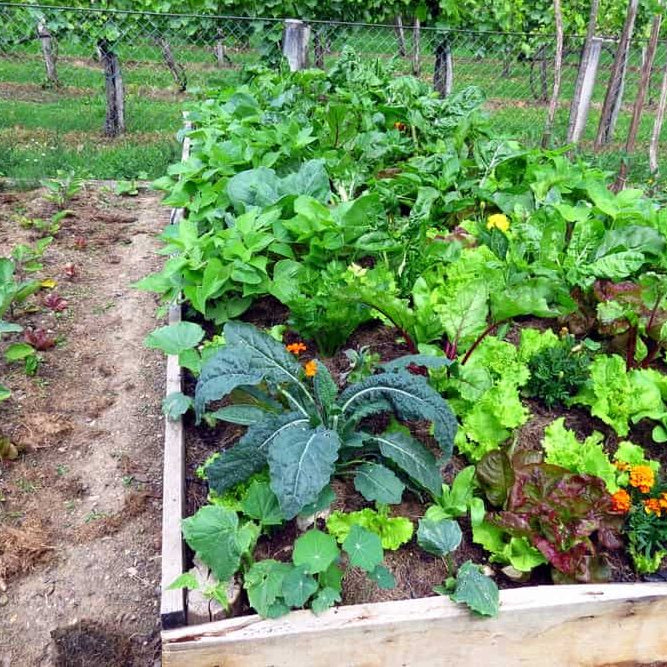 Kitchen Scraps to Vegetable Garden