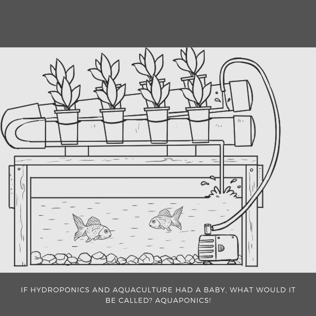 If Hydroponics and Aquaculture had a baby, what would it be called? Aquaponics!