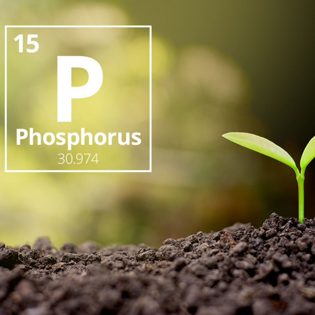 Phosphorus the energy element!