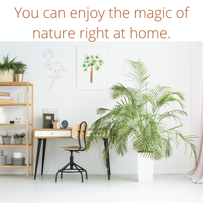 You can enjoy the magic of nature right at home