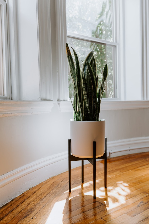 Your ultimate guide to showcase Snake plants in your home: